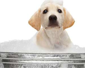 狗狗香波挑选的两大误区