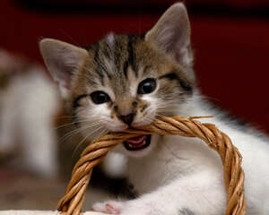 尿结石对猫咪有什么危害