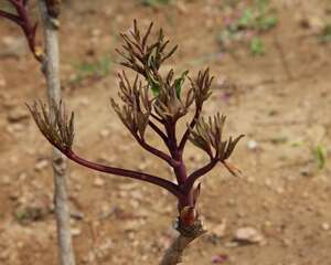 牡丹花的四季养护方法