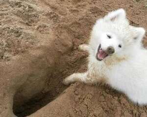 狗狗刨地 狗狗刨地的原因有哪些