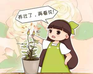 花又瘦又小，开花也得全摘光，不然三年不长个！