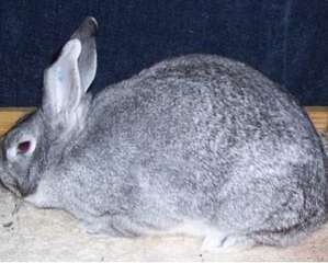 标准金吉拉兔的简介