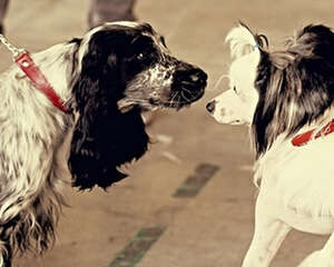 狗狗碰鼻子有哪些意义