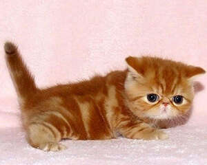 猫咪过敏有哪些症状