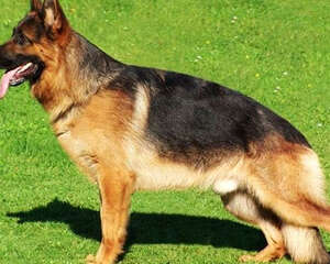 德牧出色的后躯是怎样的