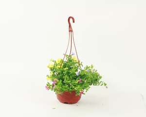 百万小铃开花后怎么养护