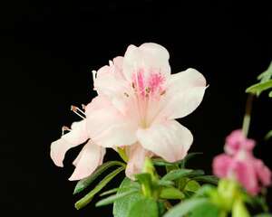 “杜鹃花”不好养，稍不注意这“4点”，花朵凋谢还落叶