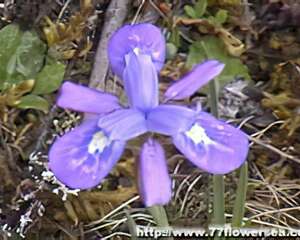 识花认草——川北野花