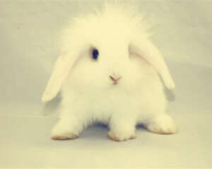 家兔易患疾病的防治措施