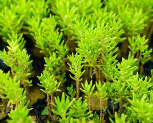 多肉侧芽怎么分株