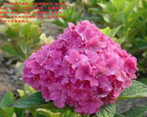 红花八仙花