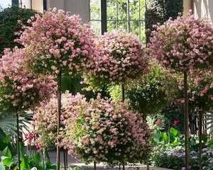 这花真强悍，剪一茬开一茬，大半年都开花！