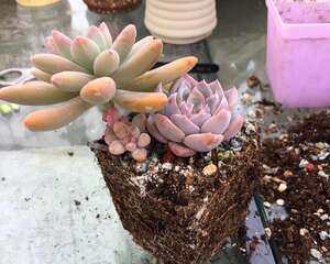 最后那一大盆真赞！周末动手给肉肉换颗粒土成就感满满