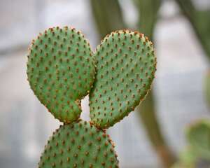 仙人掌需要浇水吗