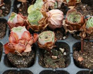 山地玫瑰怎么繁殖