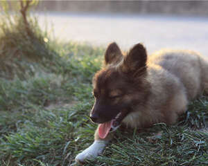 何时更换幼犬粮比较好