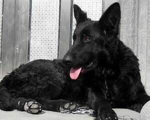 比利时牧羊犬怎么样？比利时牧羊犬详情介绍