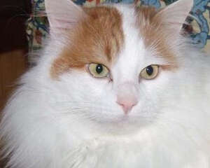 猫瘟的治疗注意事项