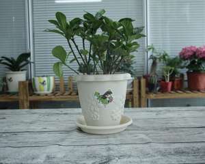 栀子花生长期修剪方法