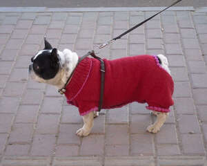 过节为狗狗添置新衣需要注意什么