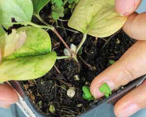 铁线莲枯萎怎么办