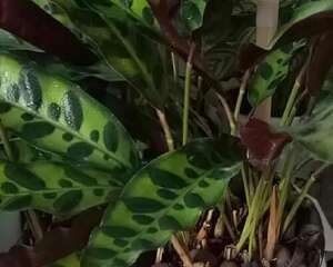 花蔫了别总浇水，这几点不知道，浇一盆死一盆！