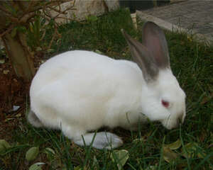 加利福尼亚兔的形态特征