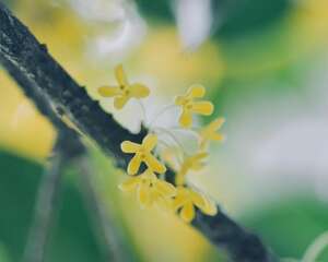 桂花开花为什么不香