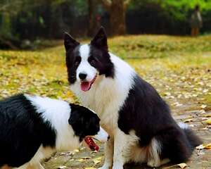 狗狗驱虫多久一次才合适？养狗新手必看