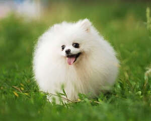 博美挑食可通过喂食方式改善