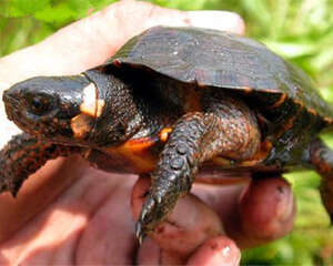 牟氏水龟的饲养要点