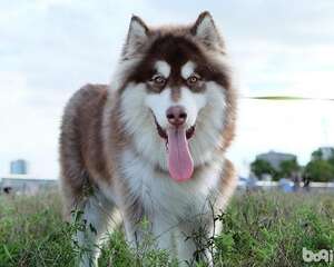 狗种吃货，盘点饭量大胃口好的五种狗狗