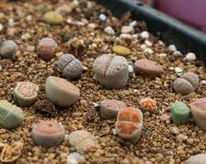 新买的生石花怎么养