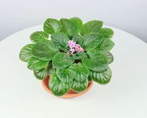 非洲堇有毒吗？