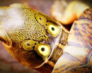 四眼斑水龟的饲养知识