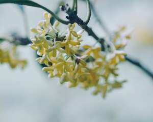 盆栽桂花冬天怎么养
