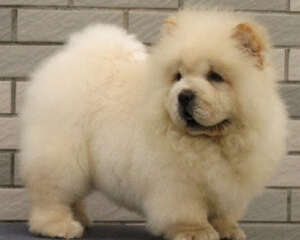 白色的松狮多少钱