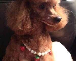 泰迪和贵宾有什么不同？