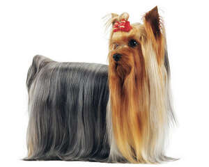 如何挑选约克夏