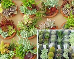 影响多肉植物休眠的原因