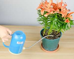 百合花的繁殖方法