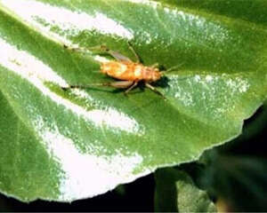 黄蛉的生活环境