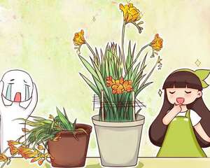 香雪兰的养护方法，多晒、少水，才能开得旺！