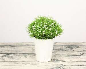 向日葵满天星搭配的意义，适合送什么人