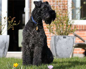 凯利蓝梗的形态特征