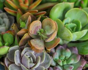 适合冬天养的多肉有哪些