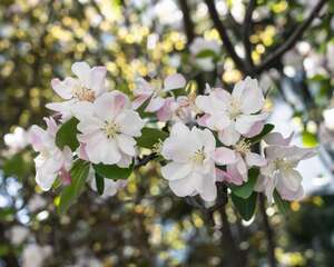 海棠花有虫子喷什么药