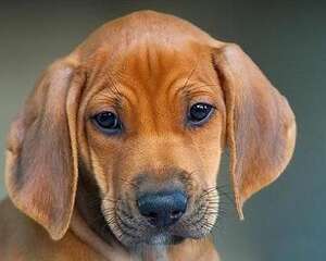 罗得西亚脊背犬怎么样？罗得西亚脊背犬性格