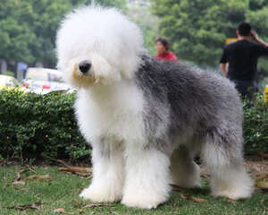 苏格兰牧羊犬怎么美容