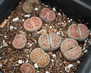 生石花水多爆裂怎么办